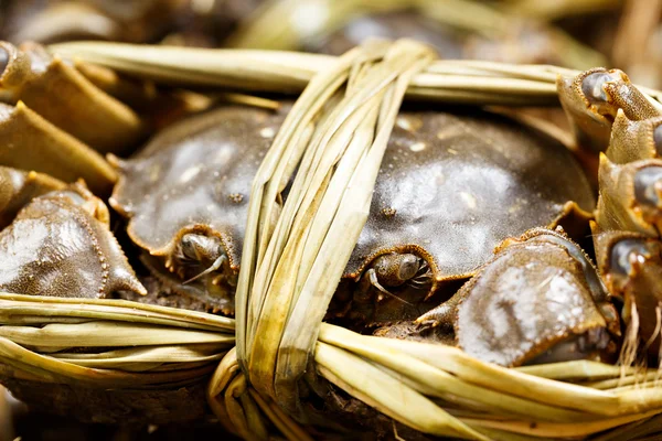 Freshwater Hairy Crabs — Stock Photo, Image