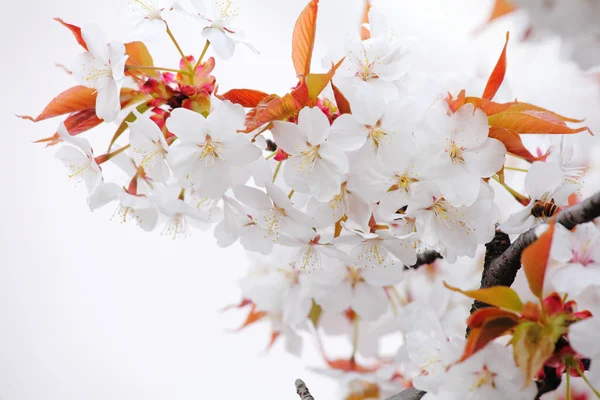 Almuerzo de sakura floreciente — Foto de Stock