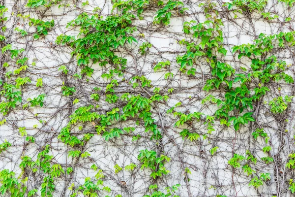 Groene klimplant op muur — Stockfoto