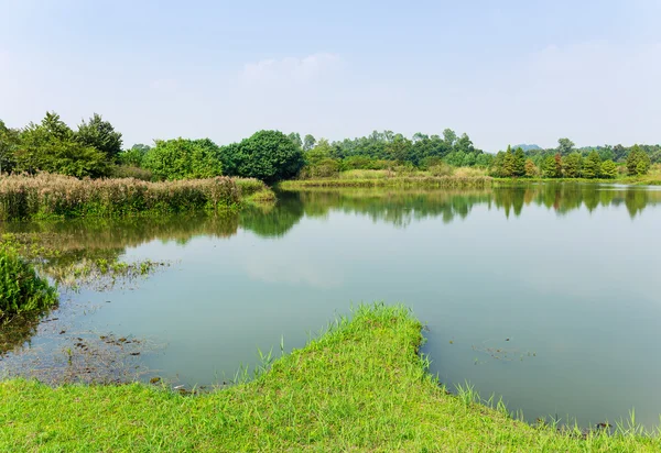 Bäume, Wiese und Teich — Stockfoto