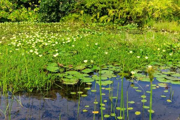 Водный пруд с зеленью — стоковое фото