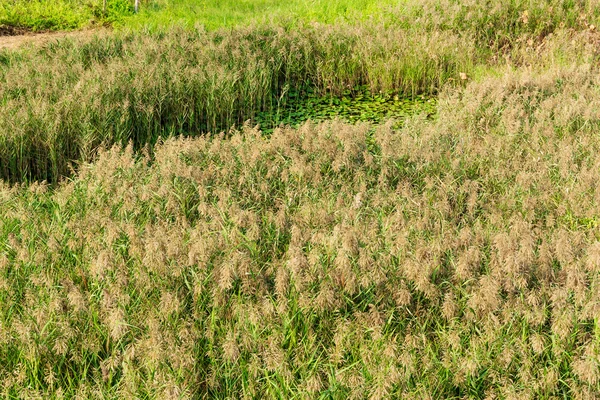 Podzimní reed pole — Stock fotografie