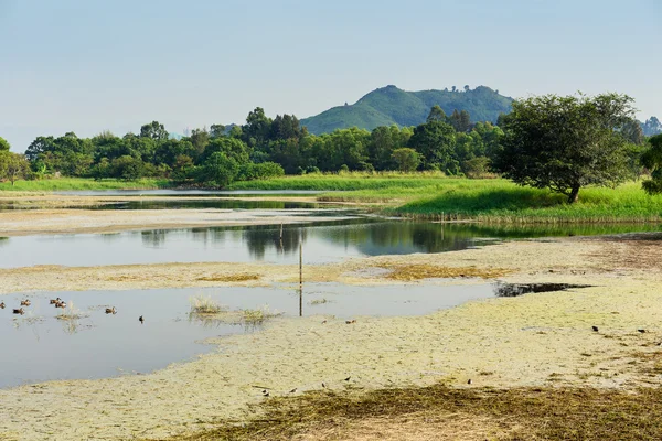 Trees, meadow, and pond — Stock Photo, Image