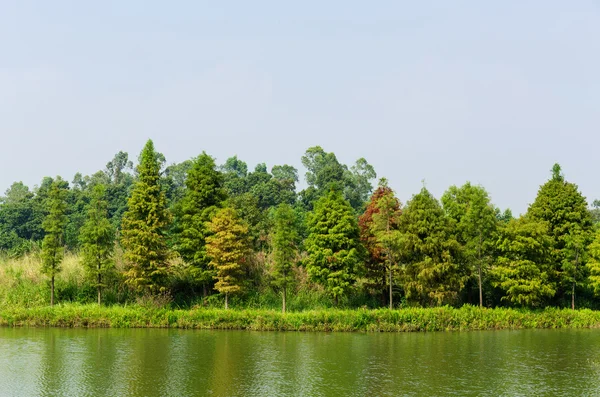 Fák, a rét és a tó — Stock Fotó