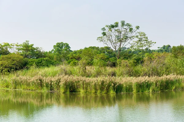 Bäume, Wiese und Teich — Stockfoto