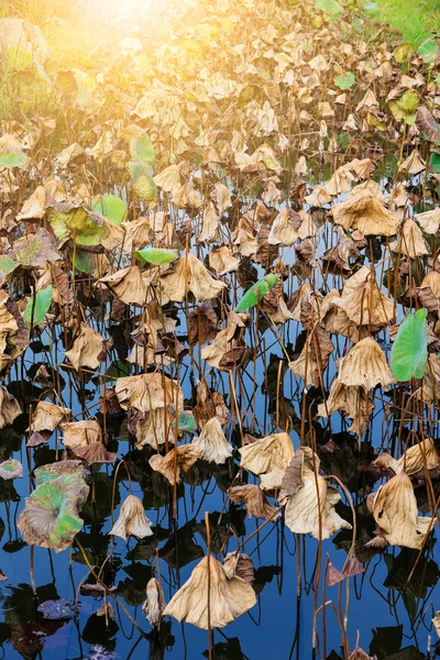 Увядшие листья лотоса в пруду — стоковое фото