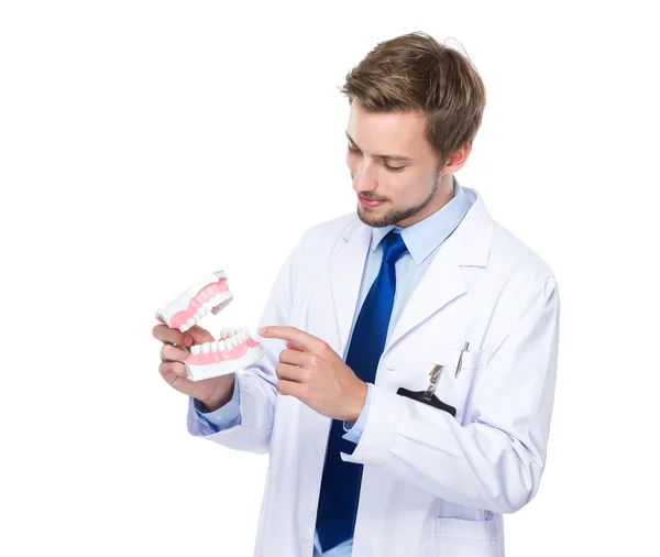 Male dentist with denture — Stock Photo, Image