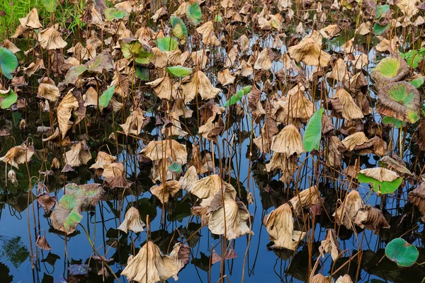 Folhas de lótus no lago — Fotografia de Stock