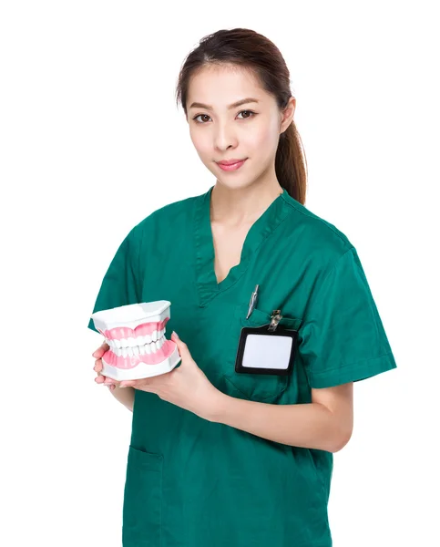 Female doctor with denture — Stock Photo, Image