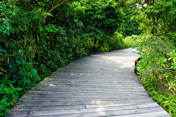 Caminhada na floresta — Fotografia de Stock