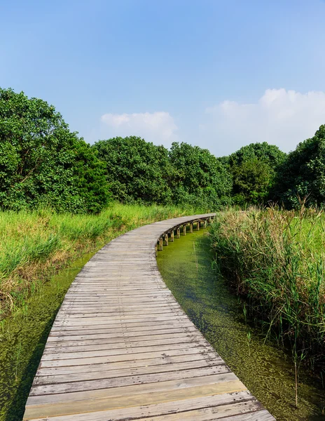 Boardwalk through wetland — Stock Photo, Image