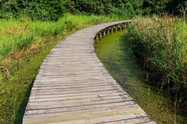 Passerelle à travers les zones humides — Photo