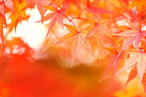 Maple tree leaves — Stock Photo, Image