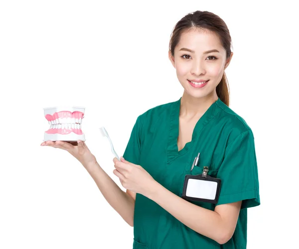 Стоматолог с зубной щеткой и зубной протезом — стоковое фото