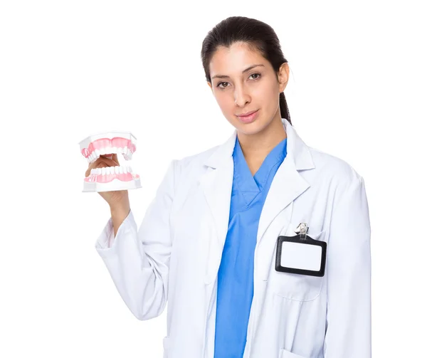 Female dentist with denture — Stock Photo, Image