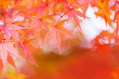 Renkli akçaağaç ağaç dalı