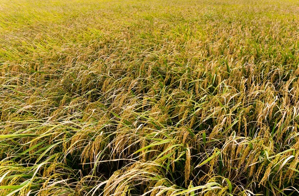 Campo de arroz con arroz — Foto de Stock