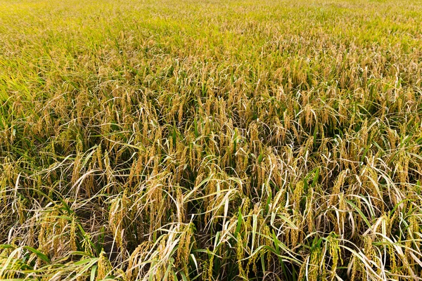 Paddy rice field — Stock Photo, Image