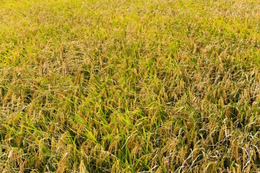 Paddy pirinç tarlası