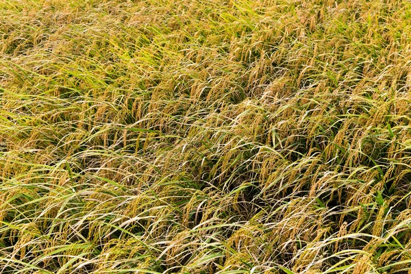 Neloupaná rýže pole — Stock fotografie