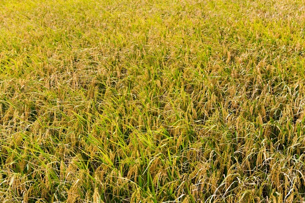 Campo de arroz con arroz —  Fotos de Stock