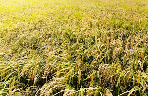 Campo de arroz con arroz — Foto de Stock