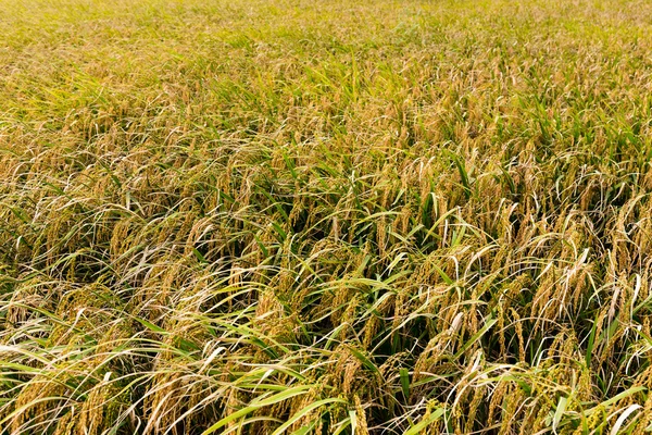 Paddy Rice field — Stock Photo, Image