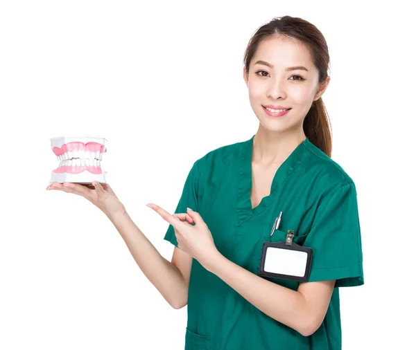 Female dentist with denture — Stock Photo, Image