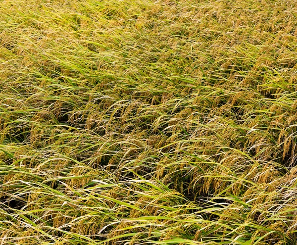 Large paddy fields — Stock Photo, Image