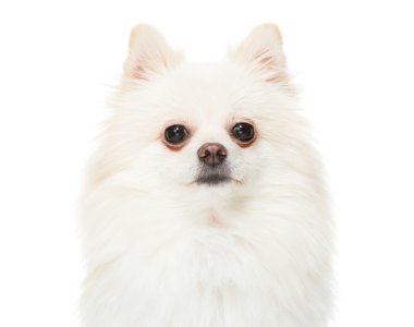 Pomeranian köpek yavrusu köpek