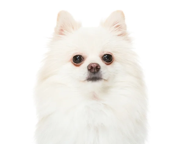 Cane cucciolo pomerania — Foto Stock