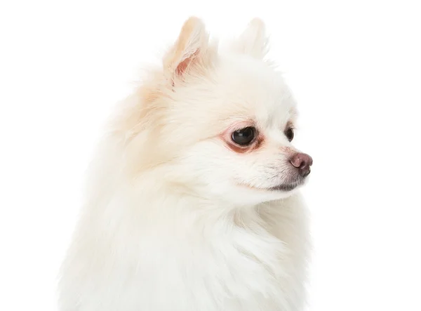 Cachorro pomerano cão — Fotografia de Stock
