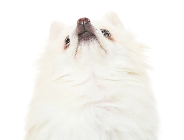 Anjing Pomeranian melihat ke atas — Stok Foto