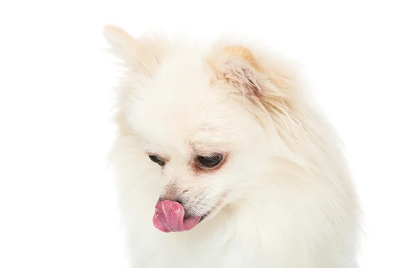 Pomerania cane mostra lingua — Foto Stock