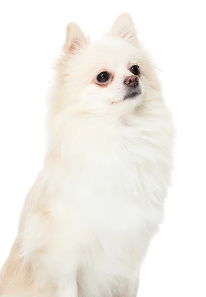 Carino cane Pomerania — Foto Stock