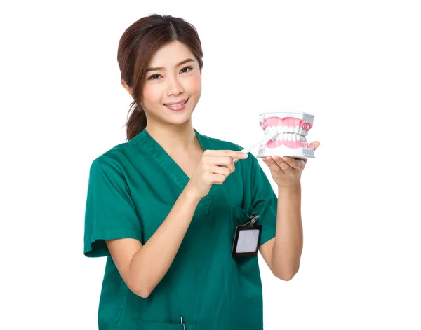 Female dentist with denture — Stock Photo, Image