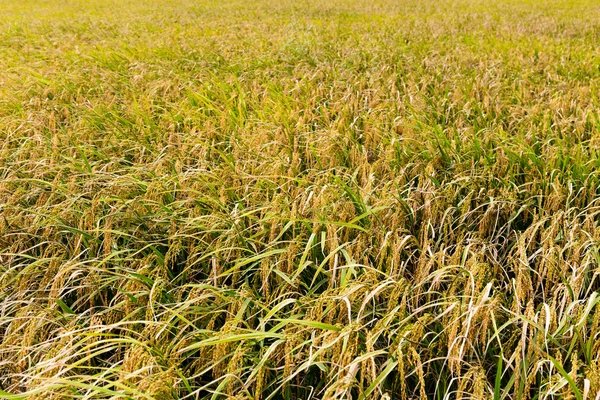 Campo de arroz con arroz — Foto de Stock