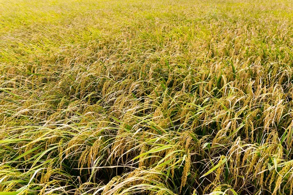Campo de arroz con arroz — Foto de Stock