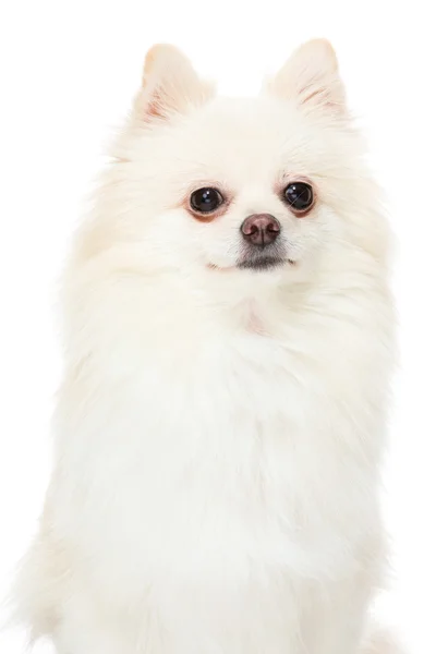 Carino cucciolo di Pomerania — Foto Stock