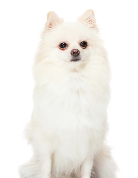 Cute pomeranian dog — Stock Photo, Image