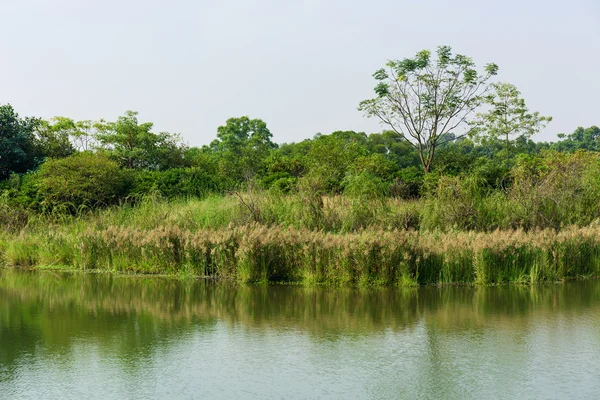 Water pond in forest — Stock Photo, Image