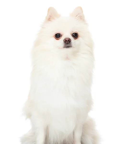 Pomeranian köpek oturan — Stok fotoğraf