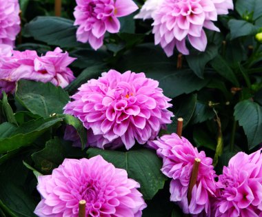 Güzel Mor Çiçekler