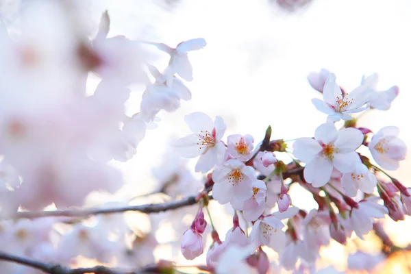 Gałęzi kwitnących Sakura — Zdjęcie stockowe