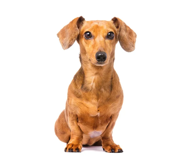 Bonito cão dachshund — Fotografia de Stock