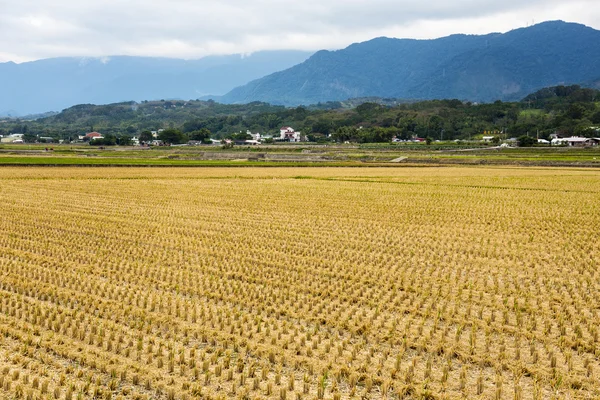 Harvested golden rice field — Stockfoto