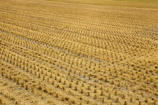 Ladang padi — Stok Foto