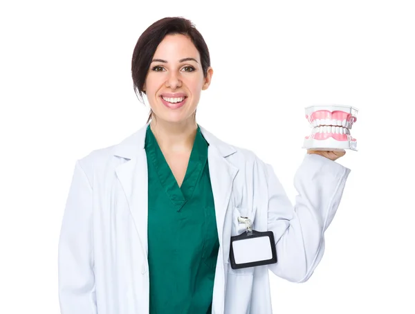 Female dentist holding denture model — Stock Photo, Image
