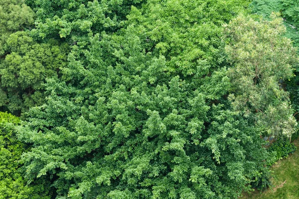 Parque com árvores verdes — Fotografia de Stock