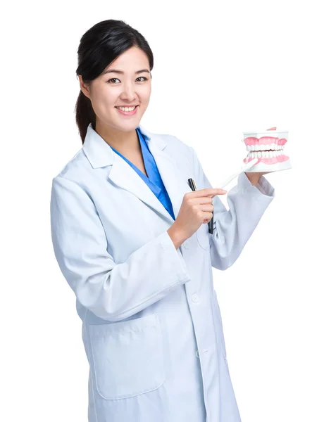 Female Dentist with denture — Stock Photo, Image